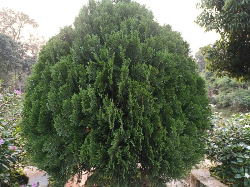 Arborvitae Shaping