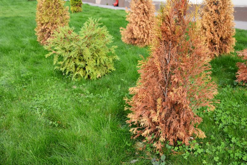 Arborvitae Shaping