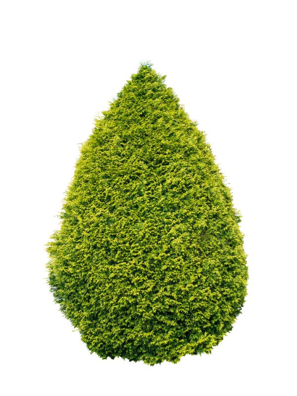 Healthy Arborvitae