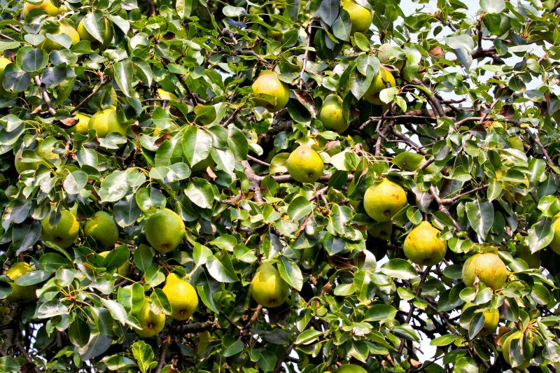 Bradford Pear Tree Pruning in Allentown, PA