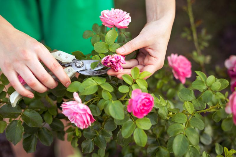 Butterfly Bush Pruning in Rockwall, TX