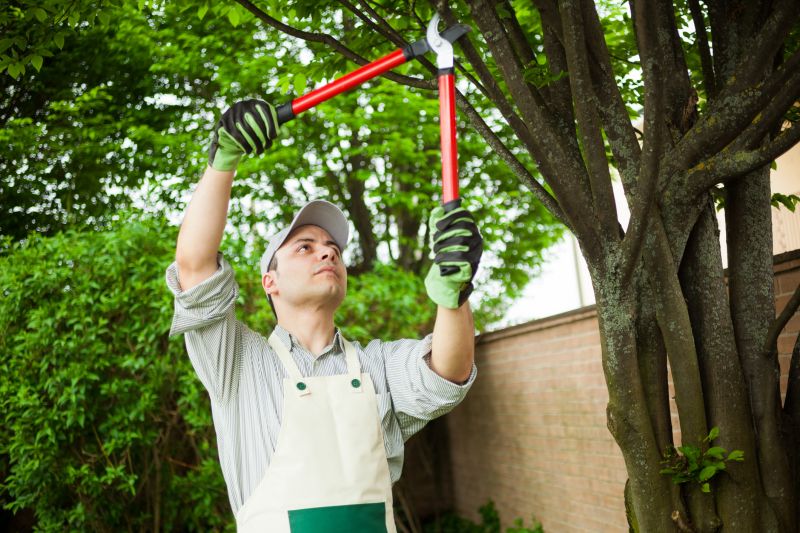 Cedar Tree Pruning in Pottstown, PA
