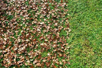 Clean Lawn and Fallen Leaves