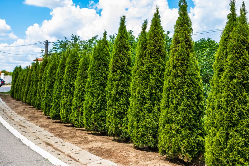 Products For Arborvitae Shapings in use