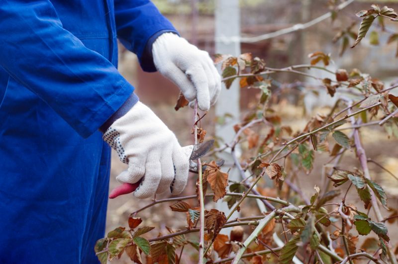 Rhododendron Pruning in Honolulu, HI