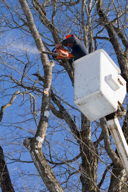 Tree Branch Cutting in Allentown, PA