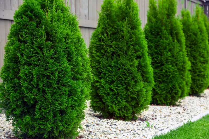 Arborvitae Shaping Service