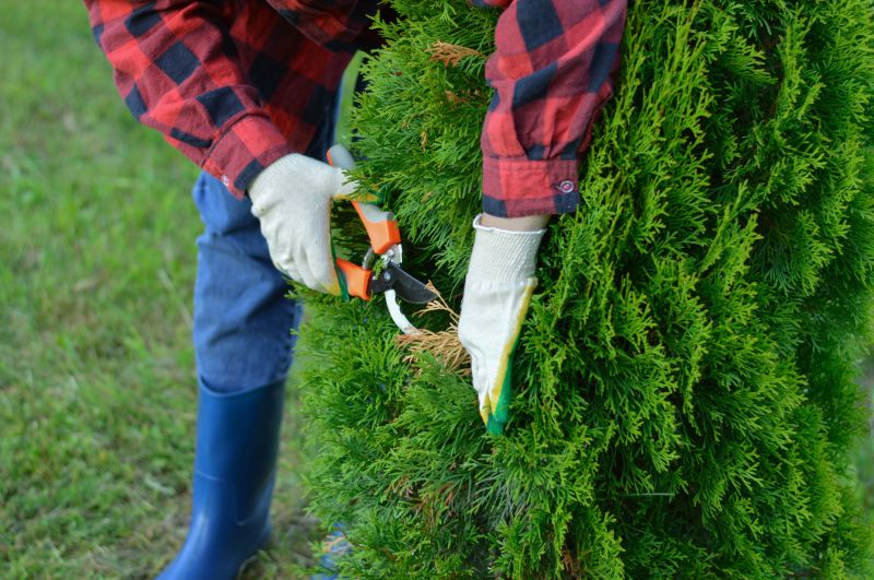 Local Arborvitae Shaping pros at work